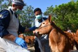 Membangun lumbung sapi di pulau kecil