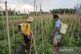 Rencana perubahan skema subsidi pupuk