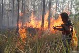 666 perusahaan miliki area kerentanan karhutla tinggi