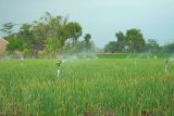 Program electrifying agriculture tumbuh 22,28 persen, menurut PLN