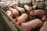 Balai Karantina Sulut: 750 ekor ternak babi dari Bali bebas virus