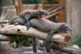 4 tersangka ditetapkan sebagai kasus penyeludupan anak komodo di Labuan Bajo