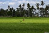 Kalteng pilih varietas IR-42/PB-42 antisipasi dampak El Nino