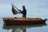 Budi daya rumput laut tambak di Maros