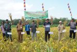 Pemkab Gunungkidul memastikan sektor pertanian tidak terdampak El Nino