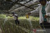 YBLL sebut 10 kabupaten di NTT berpotensi  pengembangan Agroekologi