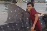 Hiu tutul raksasa terperangkap jala nelayan Aceh