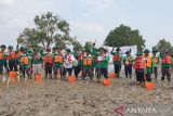 PTKPI berjuang tanam mangrove kado HUT RI