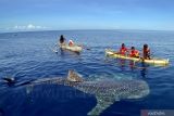 Rekor MURI Hiu Paus terbanyak ada di wisata Botubarani Gorontalo