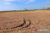 Sawah-sawah di Makassar menjadi lahan tidur akibat kekeringan