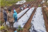 Pogram 'Desa Berdaya' PLN sulap lahan tidur jadi kebun holtikultura di Manggarai