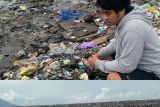Polisi menyelidiki kasus ribuan ekor ikan mati di Pantai Sasa Ternate