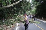 Polisi bersihkan pohon tumbang halangi jalan di kawasan TNBBS