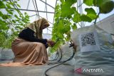 Teknologi smartfarming melalui ponsel