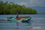 Pemerintah latih petani rumput laut agar miliki nilai tambah