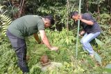 BKSDA Sumbar lepasliar satwa dilindungi ke hutan konservasi