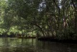 BRIN: Tanaman mangrove mampu menyerap emisi karbon