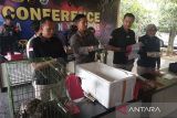 Polresta Banyumas ungkap kasus perdagangan satwa  dilindungi