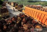 Harga CPO di Sumsel turun Rp106 per kilogram