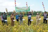 DPP Gunungkidul membangun jaringan irigasi tingkatkan produksi padi