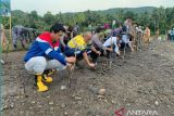 PT Pertamina kolaborasi pemda tanam mangrove cegah abrasi