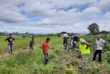 10 hektare lahan padi di Agam diserang hama tikus