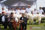 Domba dan kambing adu keren