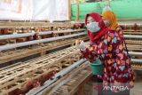 Pemkot Pekalongan dirikan demplot peternakan ayam petelur dukung setop stunting