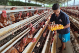 Cuaca ekstrem pengaruhi produksi telur ayam di Jombang