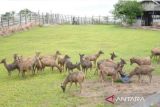 Penangkaran Rusa di PPU bisa jadi tujuan wisata