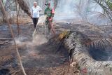 Sebagian wilayah Mukomuko diliputi kabut asap akibat kebakaran lahan gambut