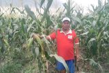 Petani Brebes dikenalkan jagung manis cepat berbuah