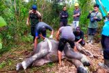 Seekor anak gajah liar mati di Tesso Tenggara Riau