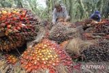 Maraknya penjarahan TBS sawit di Kalteng pengaruhi pendapatan petani