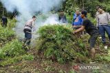 Lima hektare ladang ganja dimusnahkan