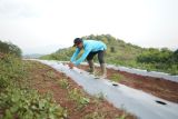 PT PLN manfaatkan energi listrik dukung sektor agrikultur di Labuan Bajo