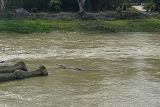 Buaya liar jadi objek tontonan warga di Sungai Jembatan II Kota Palu