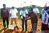 Otorita IKN gandeng ANTARA dan mitra untuk kembalikan kejayaan buah lokal