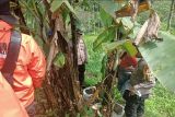 Polres Agam tangkap dua petani tanam ganja di kebun pisang