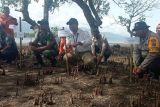 Pelindo Maumere tanam 5.000 mangrove cegah abrasi pantai