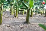 DPRD Seruyan: Virus pohon pisang sudah berkurang