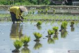 Petani mesti cermat manfaatkan musim hujan panjang