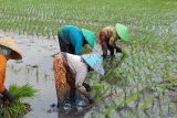 Pemkab  Batang ingatkan petani jaga pola tanam padi cegah serangan hama