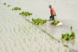 Langkah membangun industri agro yang menyejahterakan petani