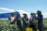 Bank BJB panen raya edamame bersama petani binaan di Jateng