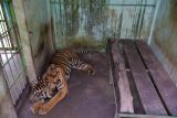 Walhi Sumut minta Medan Zoo ditutup