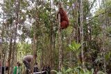 Masyarakat didorong harmonis dengan orang utan