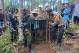 Harimau masuk kandang jebak BKSDA Sumbar dibawa ke TMSBK Bukittinggi (Video)