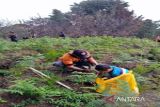 Warga Boyolali tanam ratusan pohon di Merbabu untuk  penghijauan