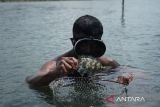 Jelang Imlek, nelayan di Pulau Pecong jual ikan dingkis ke Singapura